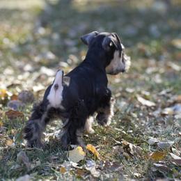 Miniature Schnauzer Puppies from Snowflake Schnauzers