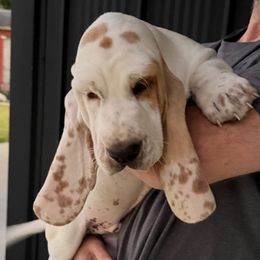 Banjo - Lemon and white male Basset Hound puppy in Manchester, Tennessee from Middle TN Leopard Catahoulas and Middle TN Bassett Hounds