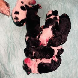 Pics to come - Black and white female Aussiedoodle puppy in Hamilton, Michigan from White Pine Farm