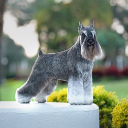 Ginger - Miniature Schnauzer