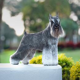 Ginger - Miniature Schnauzer