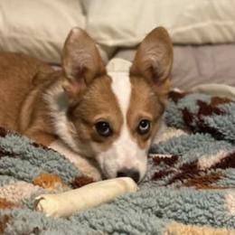 Pembroke Welsh Corgis from Bar Broke Quarter Horses & Corgis
