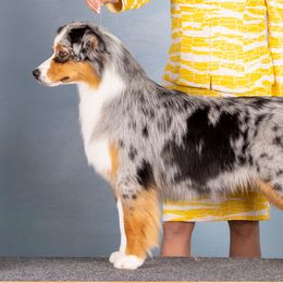 Rainee - Australian Shepherd