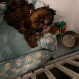 Buttercup - Brindle female Shih Tzu puppy in Taylor, Michigan from Shih Bears