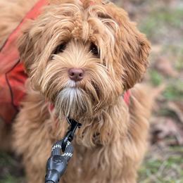 Nellie - Australian Labradoodle