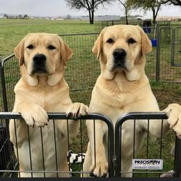 Labrador Retrievers from Barton Creek Labradors