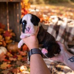 Jigsaw ( boy) - Brindle male Boxer puppy in Red Boiling Springs, Tennessee from Silver Rain