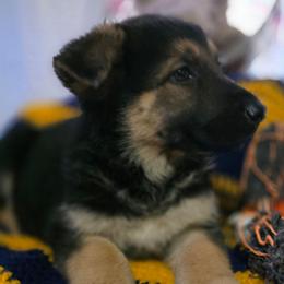 Girl 3 - Black and tan female German Shepherd puppy in Leon, West Virginia from Heart2Heart Kennels