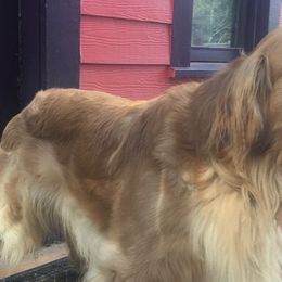 Golden Retrievers from Passport Golden Retrievers