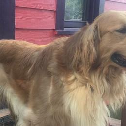 Golden Retrievers from Passport Golden Retrievers