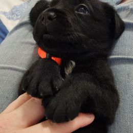 Labrador Retriever Puppies from Steele Caliber Retrievers