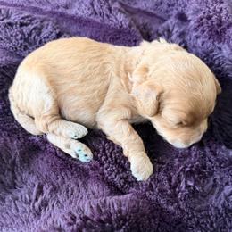 Boy 2 - Apricot male Cavapoo puppy in Nampa,, Idaho from Clig Doodle Days