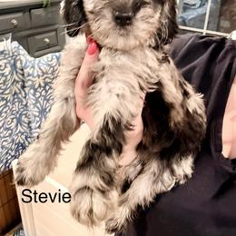 Stevie - Merle female Cockapoo puppy in Denver, Pennsylvania from Greenview Puppies