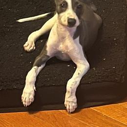 Italian Greyhound Puppies from Fisher Link