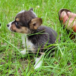 Pembroke Welsh Corgi Puppies from Shaleigh's Pembroke Welsh Corgis
