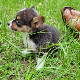 Pembroke Welsh Corgi Puppies from Shaleigh's Pembroke Welsh Corgis