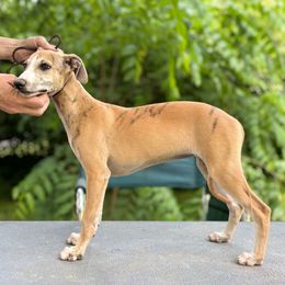 Cu Liath Highway Star - Red brindle female Whippet puppy in Argyle, New York from Cu Liath Deerhounds & Whippets