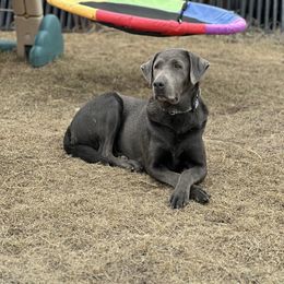 Layla - Labrador Retriever