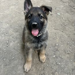 German Shepherd Puppies from Fancy GSDs