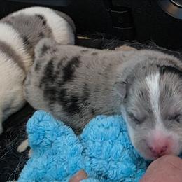 Rakka - Merle female Pomsky puppy in Omaha, Nebraska from Wolfpack Pomskies