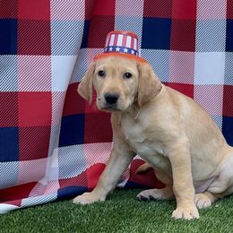 Red Girl - Labrador Retriever puppy from Lucky Labrador Retrievers