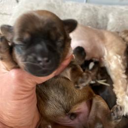 Blue band puppy - Tan male Yorkshire Terrier puppy in White Pigeon, Michigan from Shorkie puppies