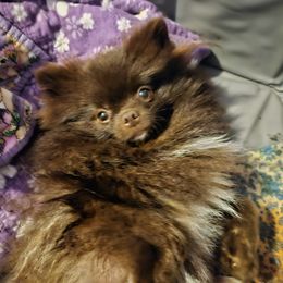 Coco puff - Pomeranian