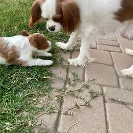Cavalier King Charles Spaniel Puppies from Parks Cavaliers