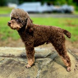 Ash - Poodle