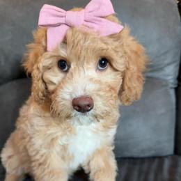Nirvana - Apricot female Australian Labradoodle puppy in Harrisonville, Missouri from Blessed Day Doodles
