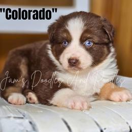 Aussiedoodle, Bernedoodle, Cockapoo, Miniature Australian Shepherd, Poodle, and Sheepadoodle Puppies from Jam's Doodles And Poodles