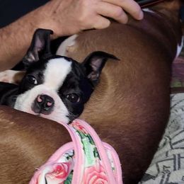 Boston Terrier Puppies from Crystal Carlisle's Boston Terriers