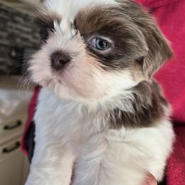 Lavender boy - Blue and white male Shih Tzu puppy in Green Valley Lake, California from All American Shih Tzu Puppies