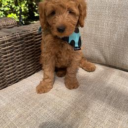 Mr Yankee - Apricot male Goldendoodle puppy in Roseville, California from Roseville GoldenDoodles