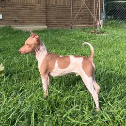 Reduced Hamish - White and chocolate male American Hairless Terrier puppy in Buckingham, Illinois from Gaus Hof