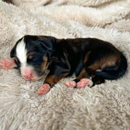Tom Sawyer - Sable male Bernedoodle puppy in New River, Arizona from Sonoran Standard Doodles