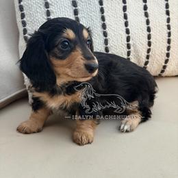 Figgy Puddin' - Black and cream female Dachshund puppy in Copperas Cove, Texas from Isalyn Dachshunds