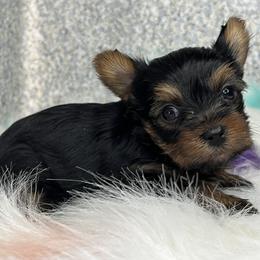 Yorkshire Terrier Puppies from Lovely Yorkies Colorado
