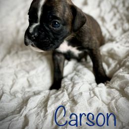 Boxer Puppies from Stuart Island Boxers