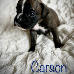 Boxer Puppies from Stuart Island Boxers