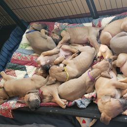 Great Danes from In The Ruff Great Danes