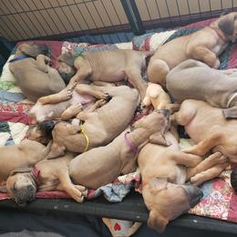 Great Danes from In The Ruff Great Danes