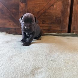 Cane Corso Puppies from Cowan Farms
