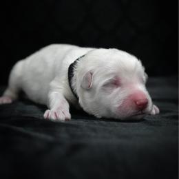 Black Collar Boy - White male Berger Blanc Suisse puppy in Aurora, Colorado from Moonlight Berger Blanc Suisses