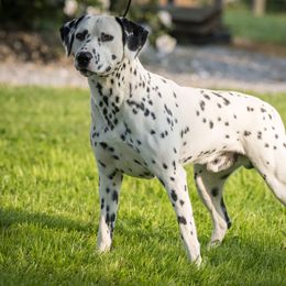 Oscar - Dalmatian