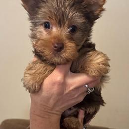 Chocolate female - Chocolate and tan female Yorkshire Terrier puppy in Milton, Florida from Sassenach Yorkie Kennels