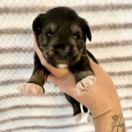 Gabbys Salt and Pepper Girl 1 - all white paws - Salt and pepper female Miniature Schnauzer puppy in Floyd, Virginia from Little River Puppies