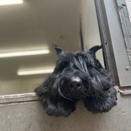 Giant Schnauzer and Poodle All Grown Up from Pawsh K9’s