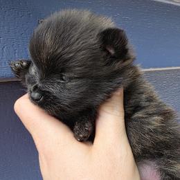 Merlin - Brindle male Pomeranian puppy in Hooksett, New Hampshire from Granite State Pomeranians