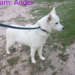Angel - Siberian Husky